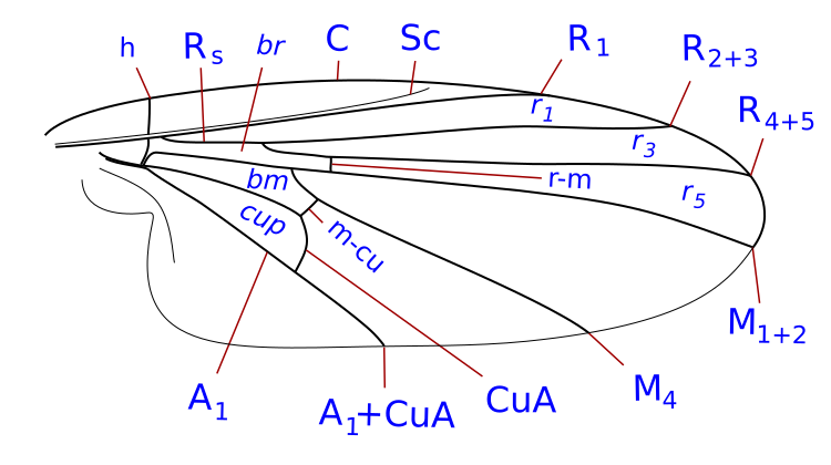 File:Atelestidae wing veins-1.svg