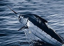 Albastru atlantic marlin.jpg