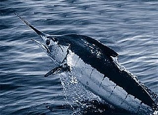 <span class="mw-page-title-main">Billfish</span> Group of fishes