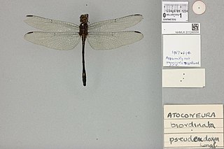 <i>Atoconeura pseudeudoxia</i> Species of dragonfly