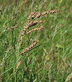 * Nomination: Grassleaf orache (Atriplex littoralis) --Robert Flogaus-Faust 20:16, 2 May 2024 (UTC) * * Review needed