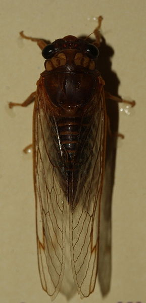 File:AustralianMuseum cicada specimen 63.JPG