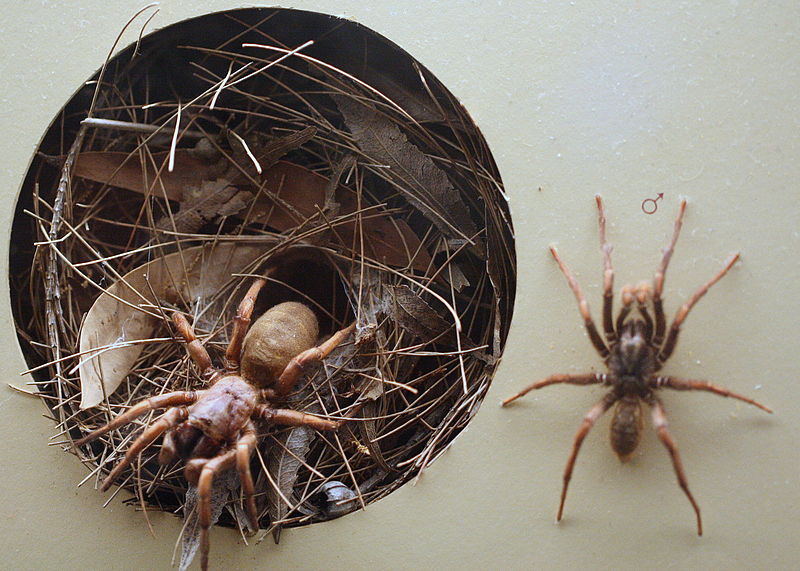 File:AustralianMuseum spider specimen 45.JPG