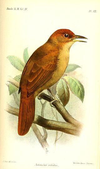 <i>Hylocryptus</i> Genus of birds