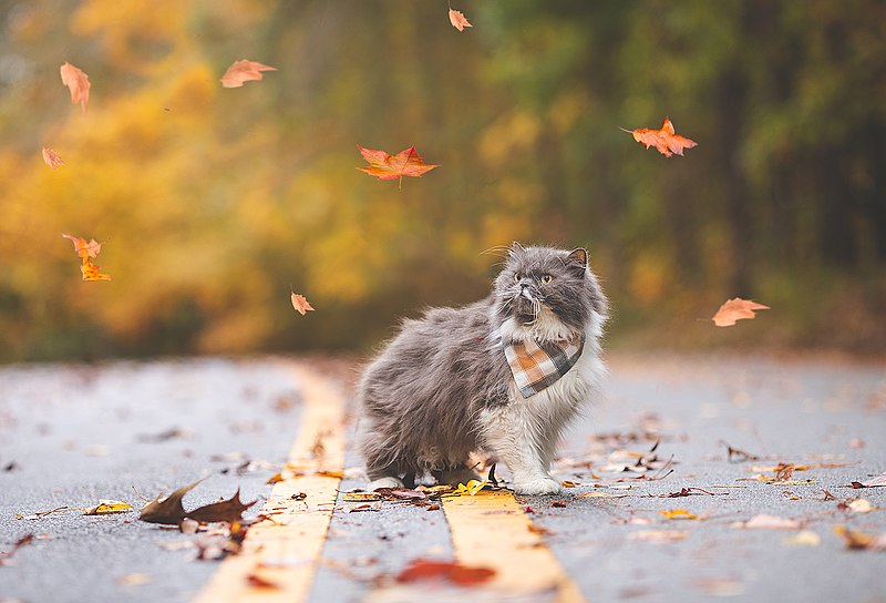 File:Autumn Cat (50539661798).jpg