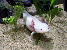 Axolotl2.jpg