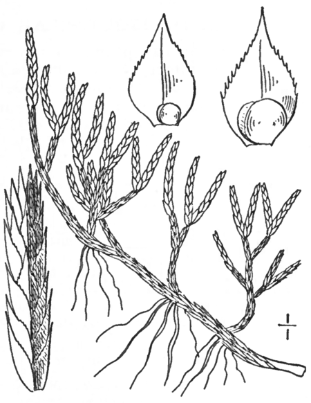 Selaginella rupestris