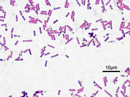 Bacillus subtilis, Gram-festett
