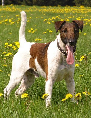 Fox terrier