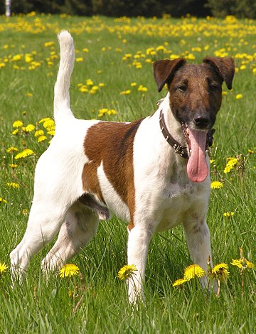 Foxterrier