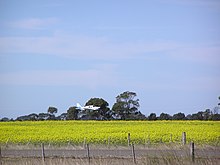 Bairnsdale Bandara - panoramio.jpg