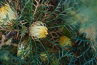<i>Banksia recurvistylis</i> Species of shrub in the family Proteaceae endemic to Western Australia