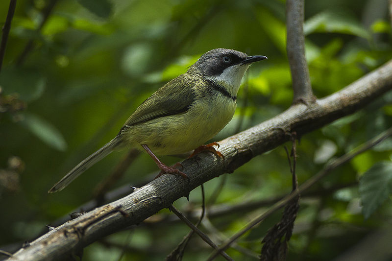 File:Bar-throated Apalis - South Africa S4E8250 (17142005750).jpg