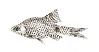 <span class="mw-page-title-main">Onespot barb</span> Species of fish