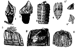 Scalpellum spp.