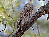 Owl, Barred Strix varia