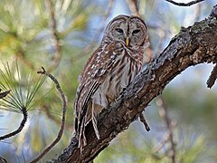 Barred Owl RWD2.jpg