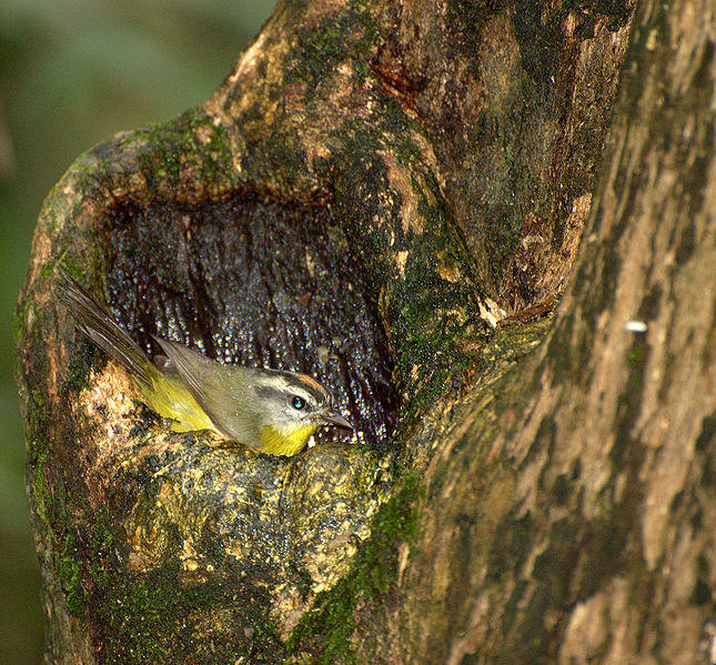 File:Basileuterus culicivorus nest.jpg