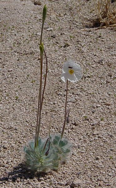 File:Bear poppy with insect-above Mesquite Springs.JPG