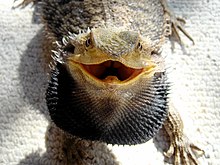 Bearded dragon with mouth agape Bearded Dragon showing beard.jpg