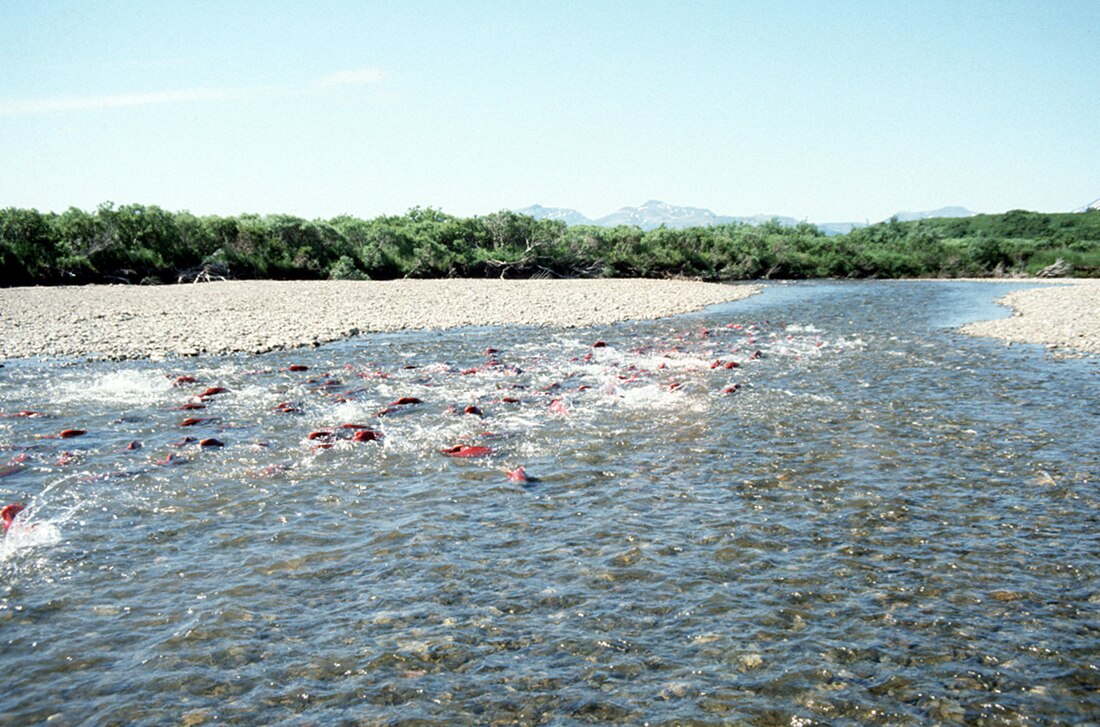 File:Becharof Wilderness Salmon.jpg