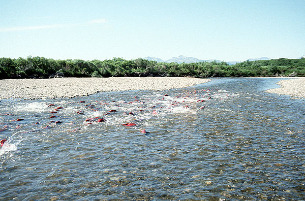 Salmon spawn in a salmon fishery within the Becharof Wilderness in Southwest Alaska.