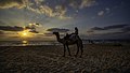 Bedouin with his camel at Zikim Beach in Israel 2