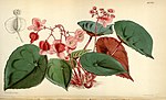 Miniatura para Begonia coriacea