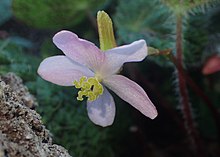 Begonia sizemoreae kz04.jpg