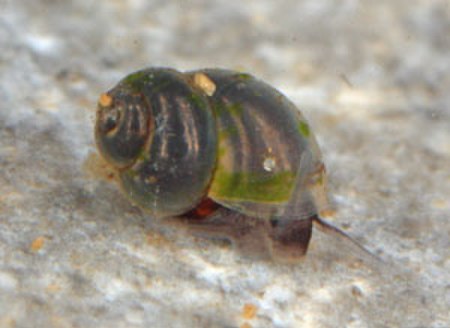 Belgrandiella mimula