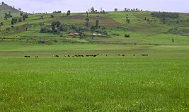 Berga Wetland, Ethiopia, 2.jpg