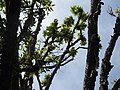 Thumbnail for File:Betula alnoides-2-sims park-coonoor-ooty-India.jpg