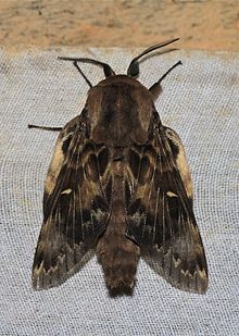 Moth - Wikipedia