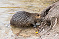 Nutria