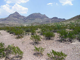 Big Bend National Park PB112586.jpg