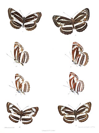 <i>Neptis sankara</i> Species of butterfly