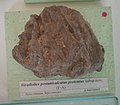 Biradiolites postunisulcatus protentus subsp.nov. (F-A) Lower en:Maastrichtian, Yaroslavtsi, en:Breznik Municipality at the en:Sofia University "St. Kliment Ohridski" Museum of Paleontology and Historical Geology