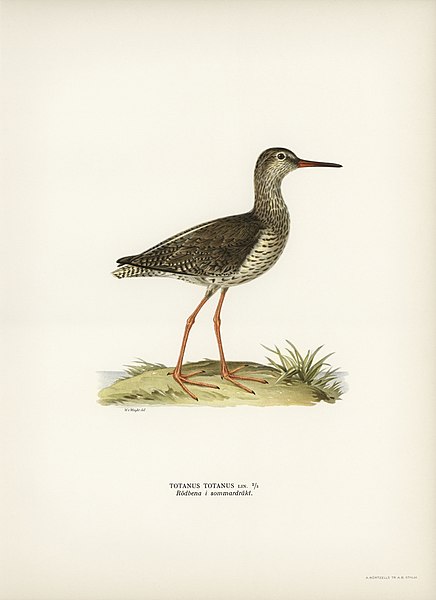File:Bird illustration from Svenska Fåglar (Swedish Birds) by the von Wright brothers from rawpixel's original edition of the publication 00152.jpg
