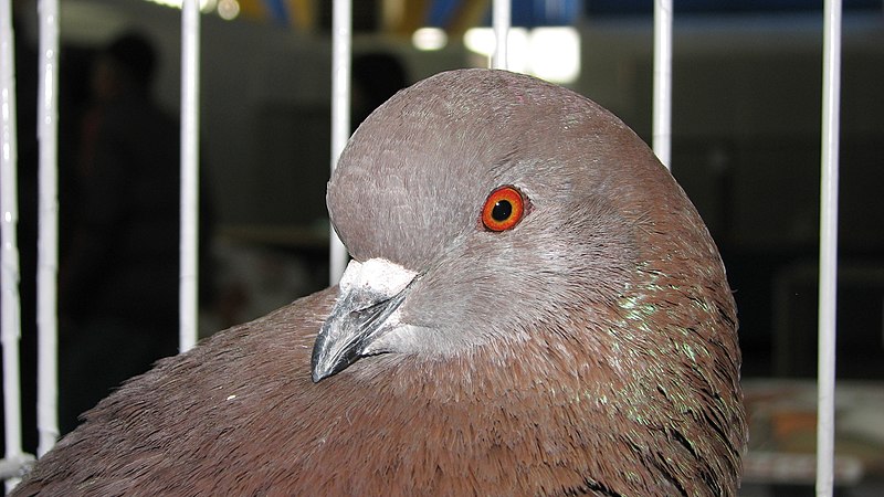 File:Birds exhibition - Cluj-Napoca - pigeons (3188170787).jpg
