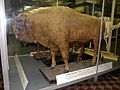 Bison Bonasus caucasicus