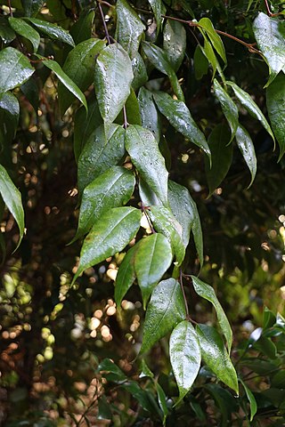 <i>Trimenia moorei</i> Species of climbing plant