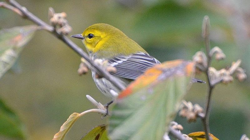 File:Black-throated Green Warbler (8470084372).jpg