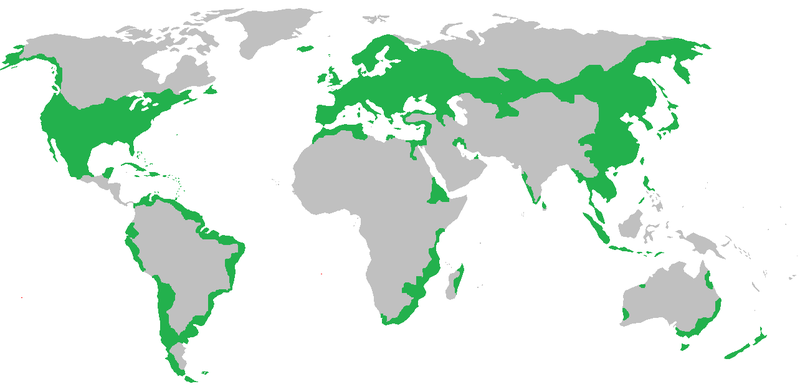 File:Black rat distribution.png