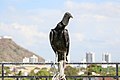 * Nomination Black vulture (Coragyps atratus) in Cartagena, Colombia --Bgag 00:48, 9 February 2021 (UTC) * Promotion  Support Good quality -- Johann Jaritz 03:48, 9 February 2021 (UTC)