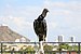 Black vulture in Cartagena 02.jpg