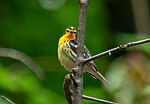 Thumbnail for File:Blackburnian warbler (71127).jpg