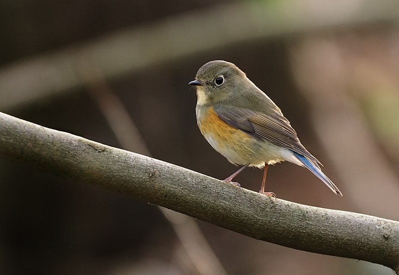 File:Blauschwanz (Tarsiger cyanurus), Heni-Chapelle, Ostelgien (39674132841).jpg