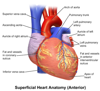 The human heart viewed from the front