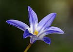 Thumbnail for File:Blue Star Flower Focus Stack-20220410-RM-170959.jpg