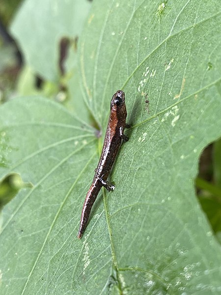 File:Bolitoglossa pacaya 148186901.jpg